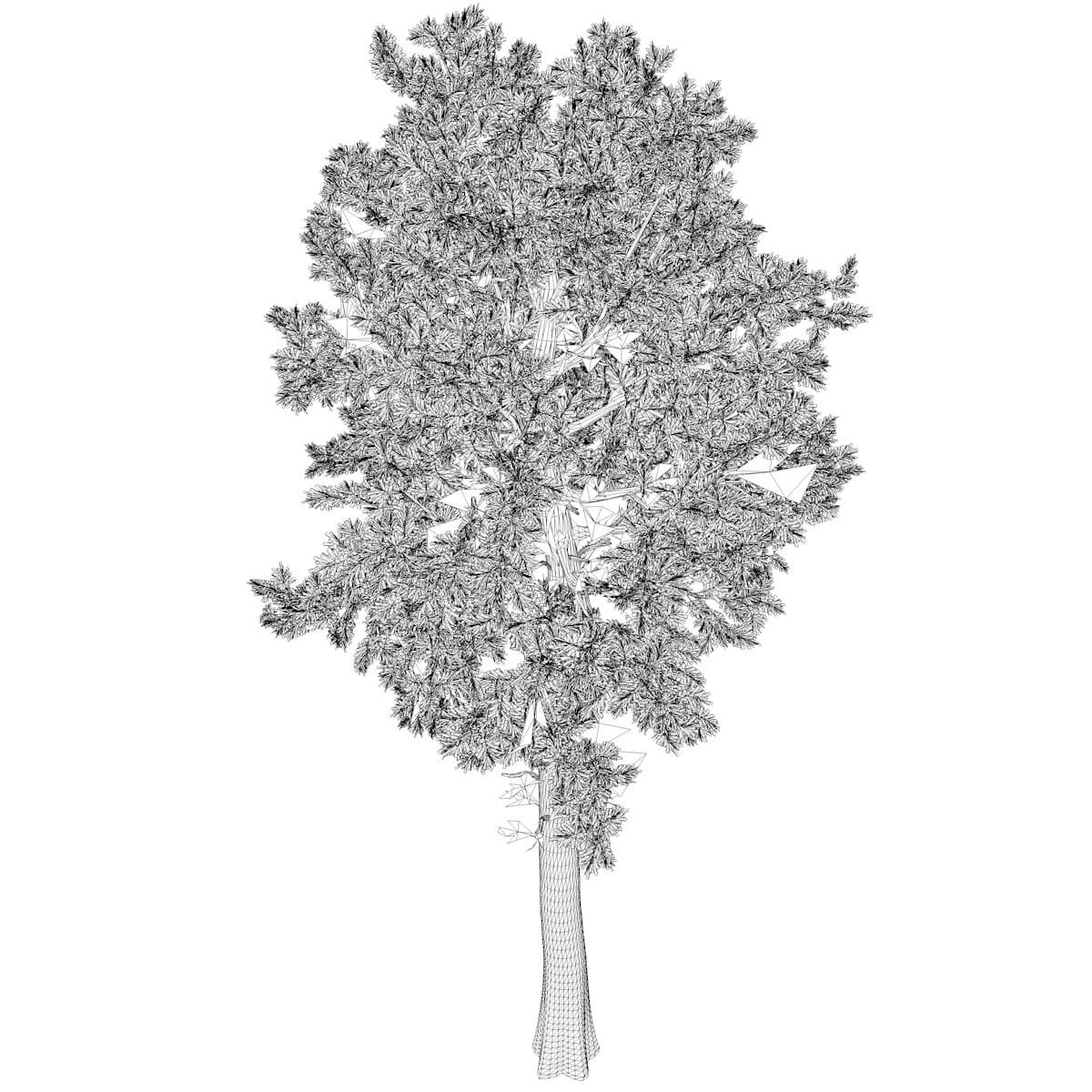 Loblolly Pine Tree 08 3D Model by AntonioKowatsch