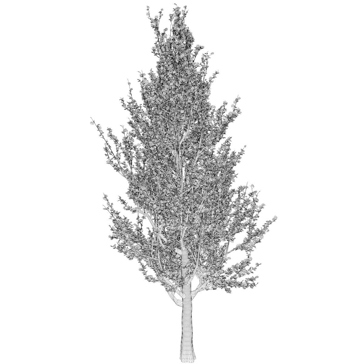 Lombardy Poplar Tree 10 3D Model by AntonioKowatsch