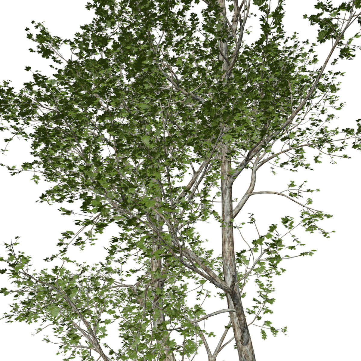 Treeplane London Plane Tree Collection by AntonioKowatsch