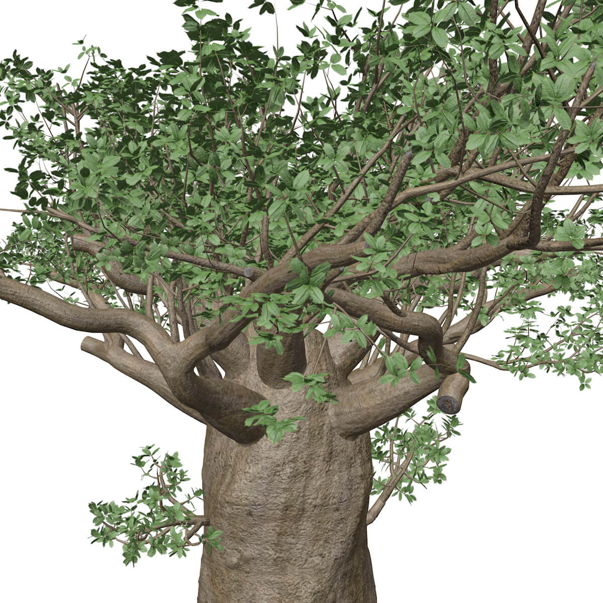 Madagascan Baobab Tree #01 - 3D Model by AntonioKowatsch