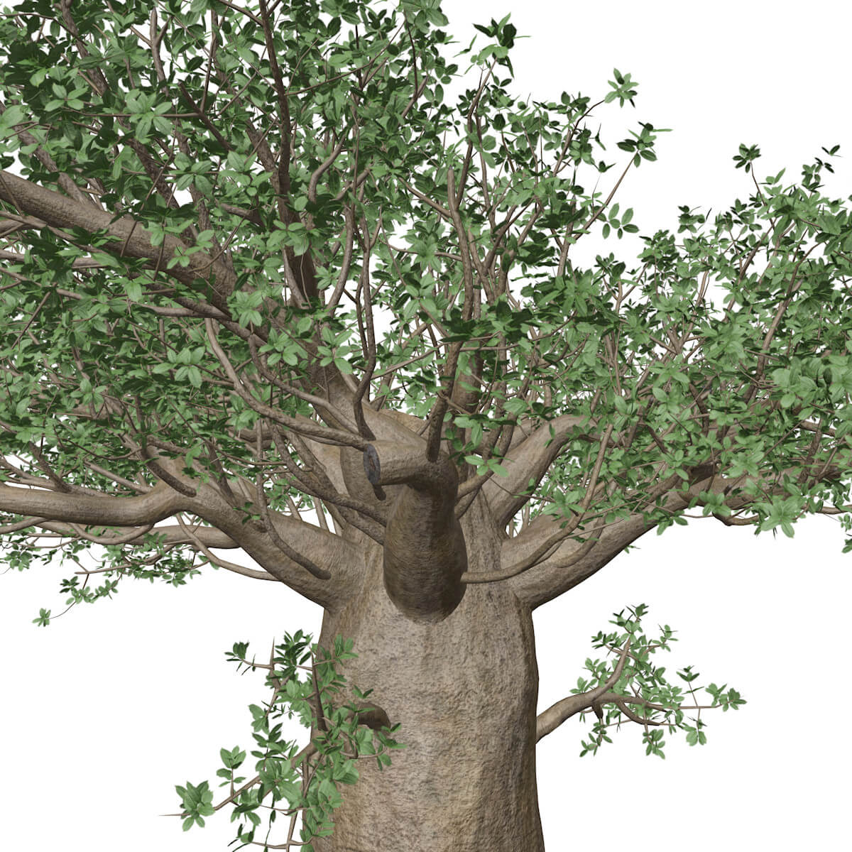 Madagascan Baobab Tree #08 - 3D Model by AntonioKowatsch