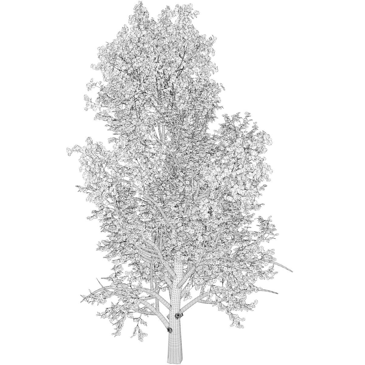 mountain-maple-tree-in-the-fall-06-3d-model-by-antoniokowatsch
