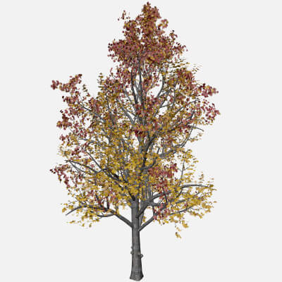 Maple Tree Aerial Rendering Vector Mountain Maple Tree in The Fall #07 - 3D Model by AntonioKowatsch