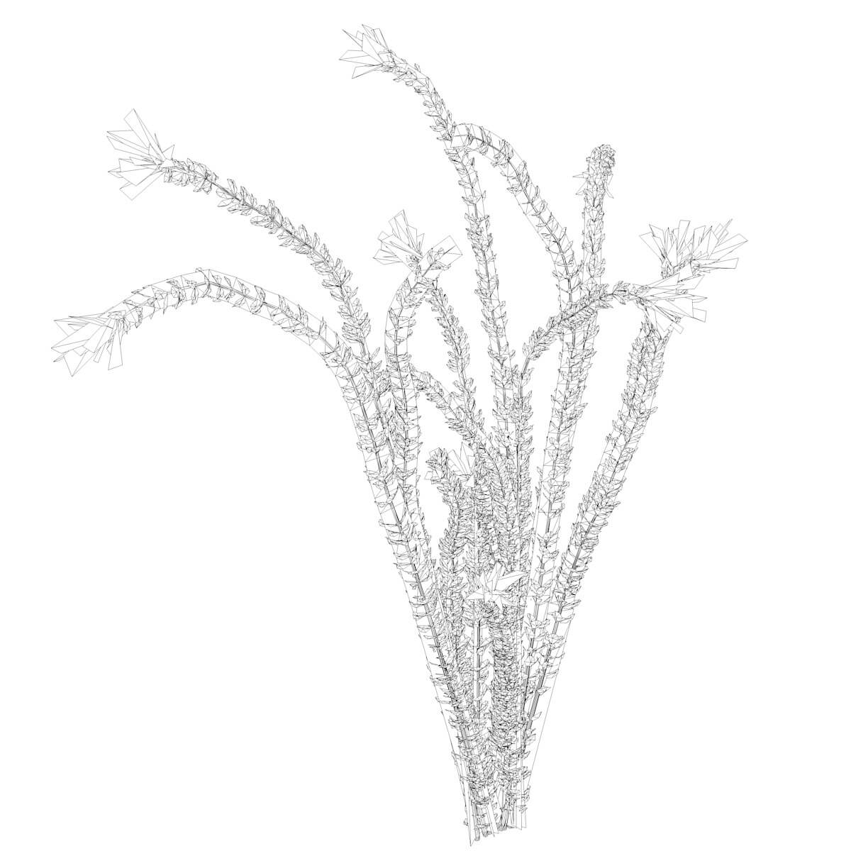 Ocotillo Plant Collection by AntonioKowatsch