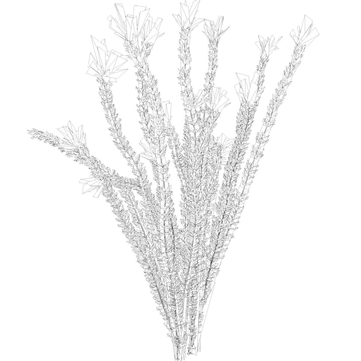 Ocotillo Plant 03 3D Model by AntonioKowatsch