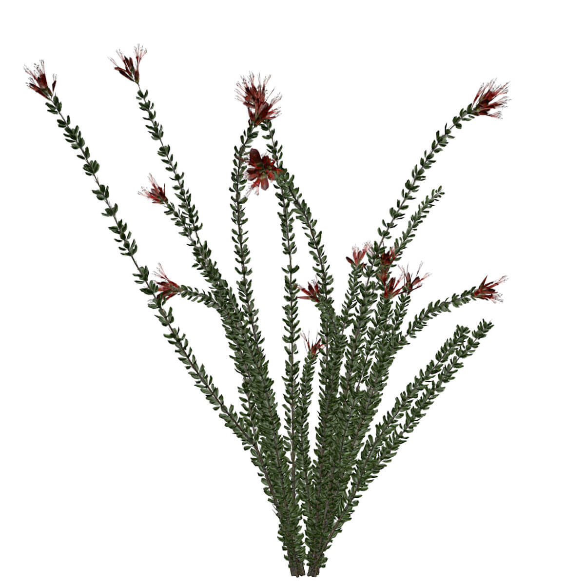 Ocotillo Plant Collection by AntonioKowatsch