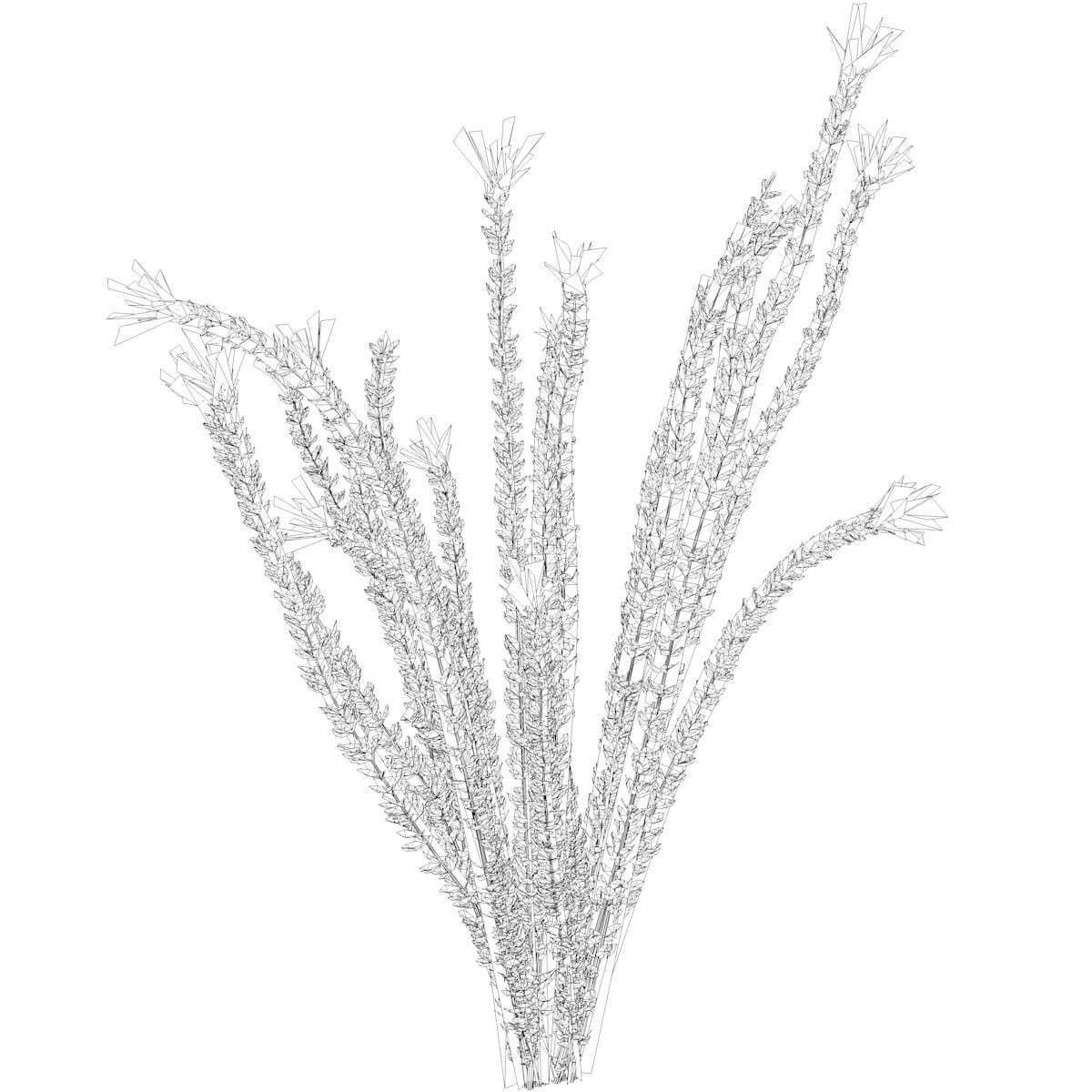 Ocotillo Plant 05 3D Model by AntonioKowatsch