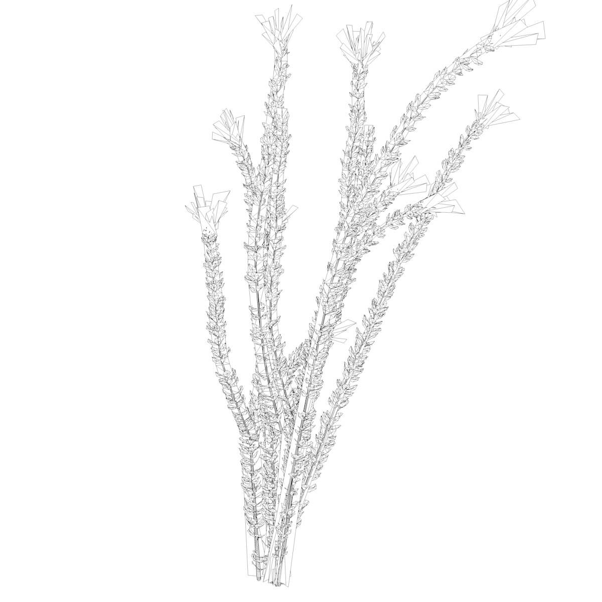 Ocotillo Plant 10 3D Model by AntonioKowatsch