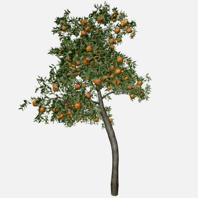 Orange Tree #04 - 3D Model by AntonioKowatsch