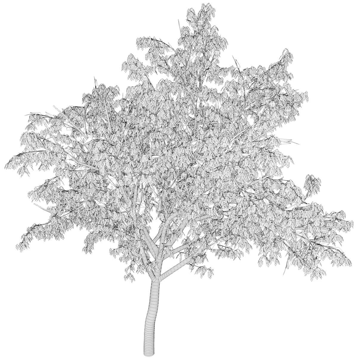 Peach Tree Collection by AntonioKowatsch