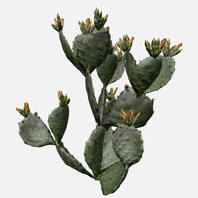 Prickly Pear Cactus #02 - 3D Model by AntonioKowatsch