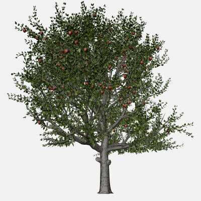 Red Delicious Apple Tree #02 - 3D Model by AntonioKowatsch