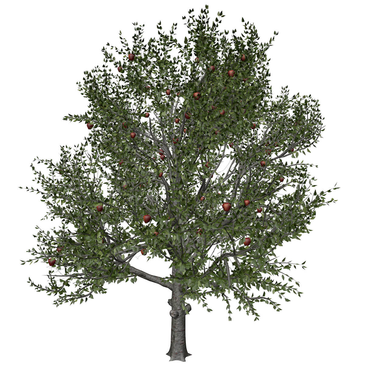 Red Delicious Apple Tree 07 3D Model by AntonioKowatsch