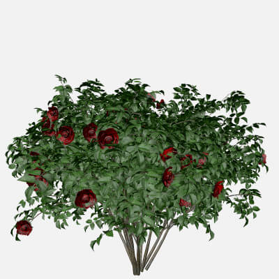 Red Rose Bush #04 - 3D Model by AntonioKowatsch