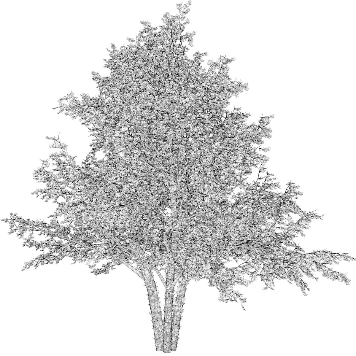 River Birch Tree 01 3D Model by AntonioKowatsch