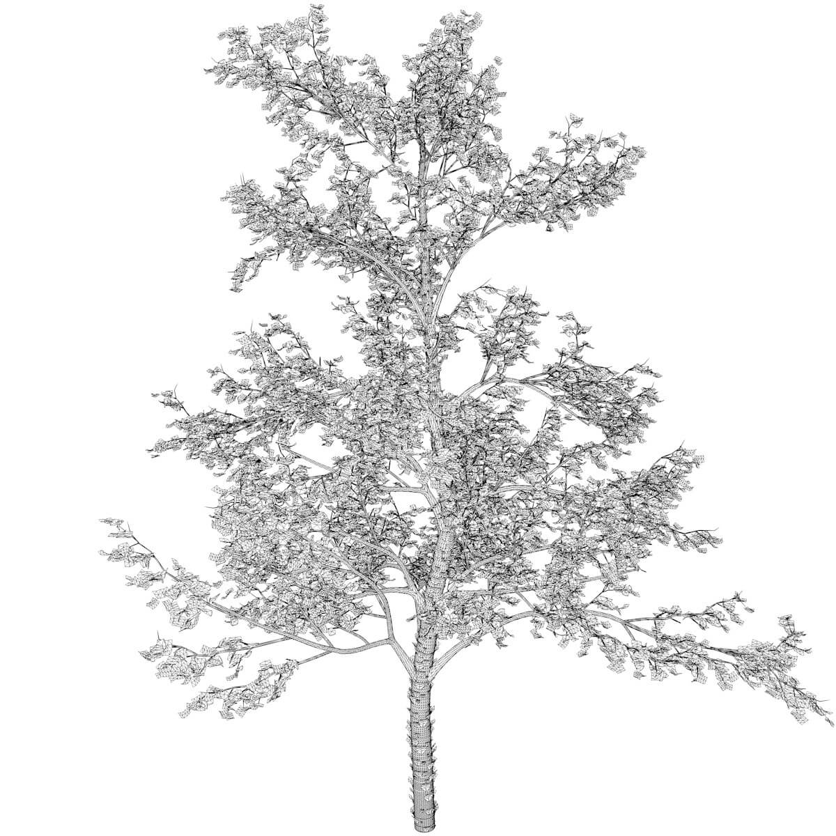 River Birch Tree Collection by AntonioKowatsch