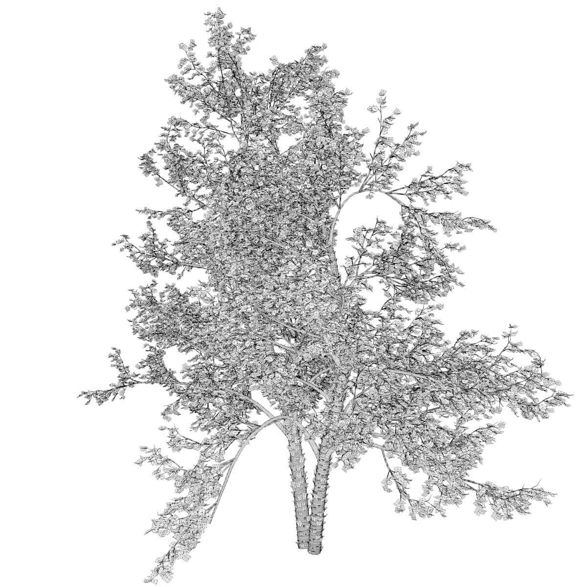 River Birch Tree 09 3D Model by AntonioKowatsch