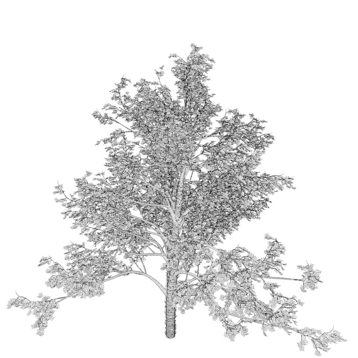 River Birch Tree 10 3D Model by AntonioKowatsch