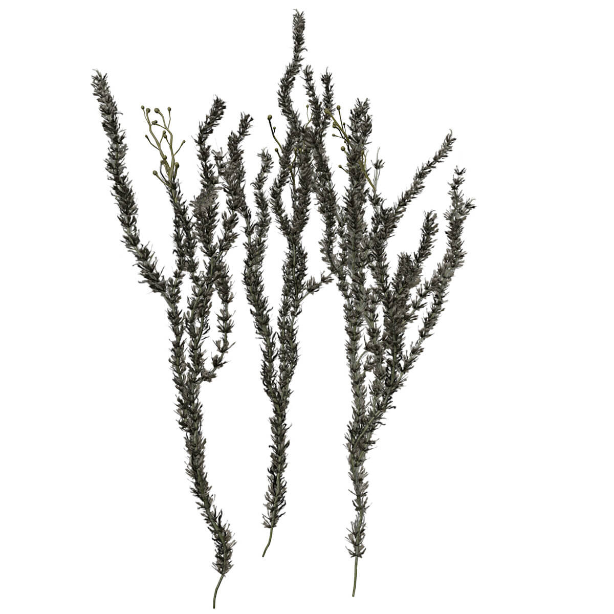 Sagebrush Shrub 01 3D Model by AntonioKowatsch