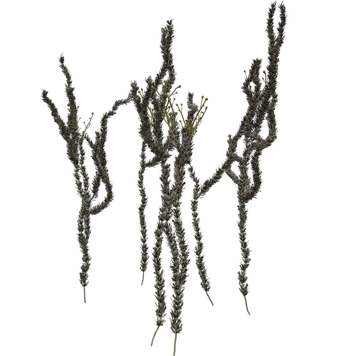 Sagebrush Collection by AntonioKowatsch