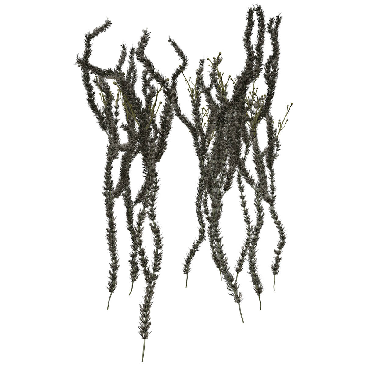 Sagebrush Collection by AntonioKowatsch