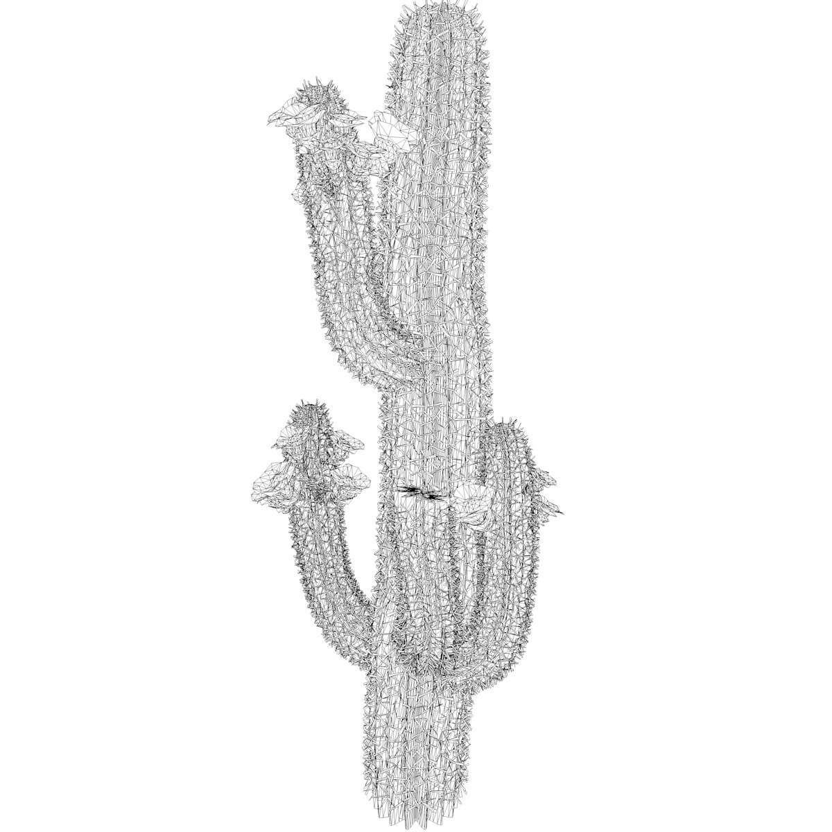 Saguaro Cactus Plant Collection by AntonioKowatsch