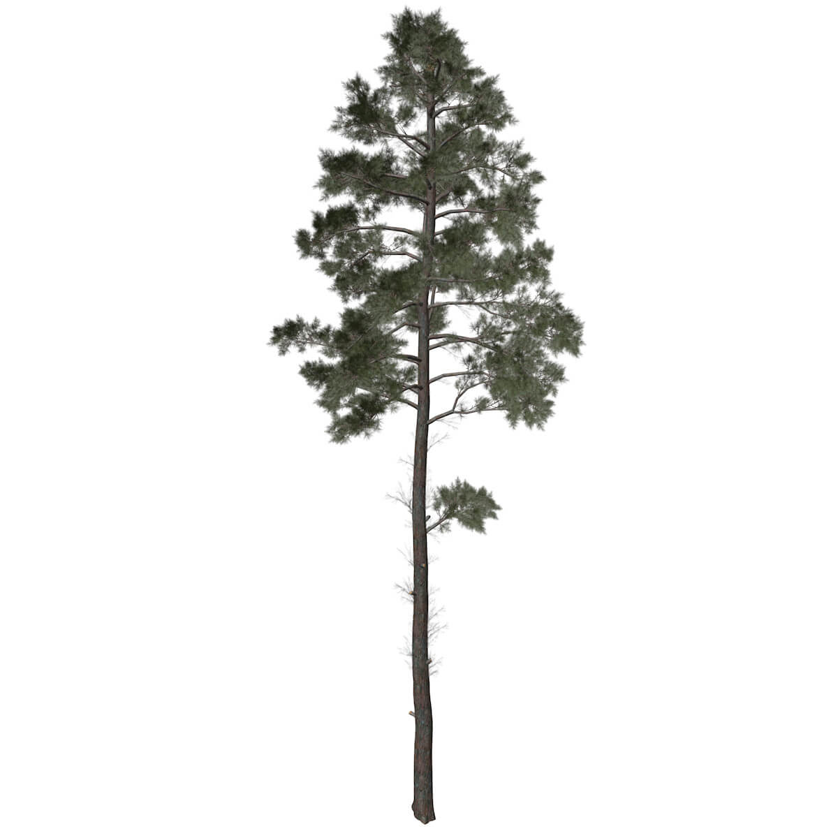 Scots Pine Tree 04 3D Model by AntonioKowatsch