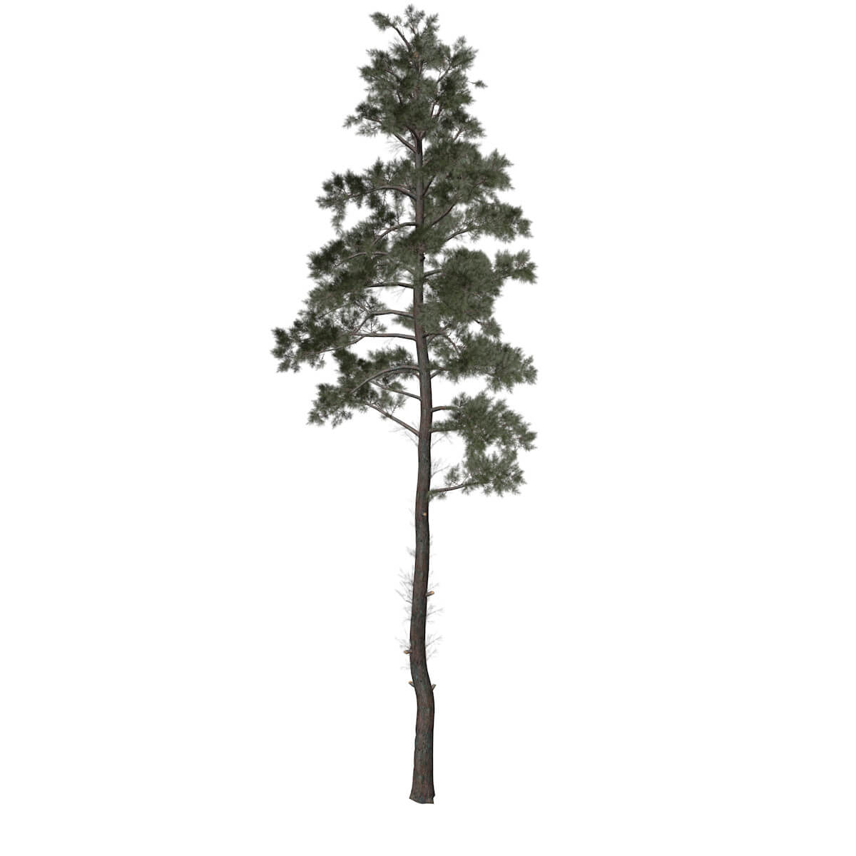 Scots Pine Tree 09 3D Model by AntonioKowatsch