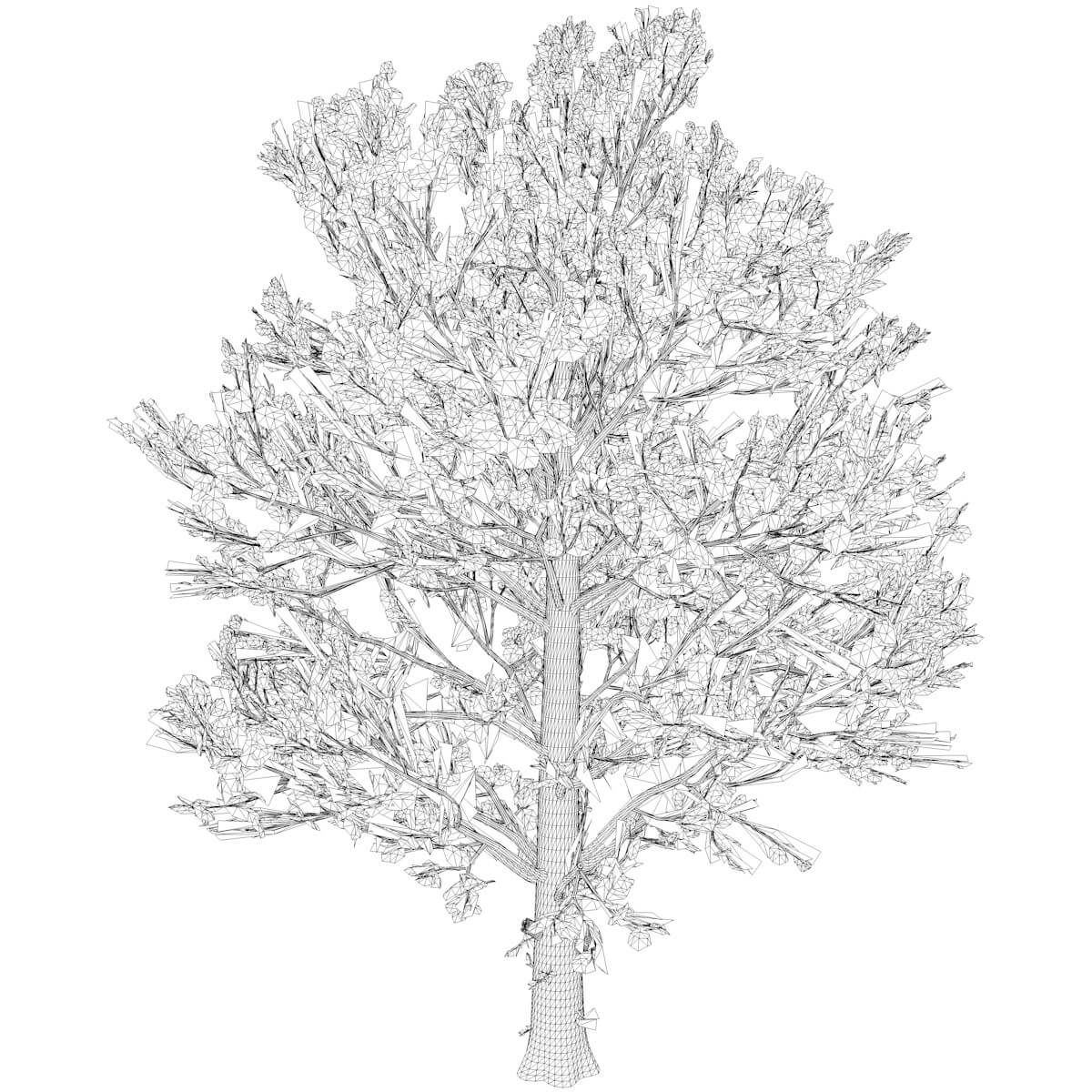 Sugar Maple Tree in The Fall 02 3D Model by AntonioKowatsch