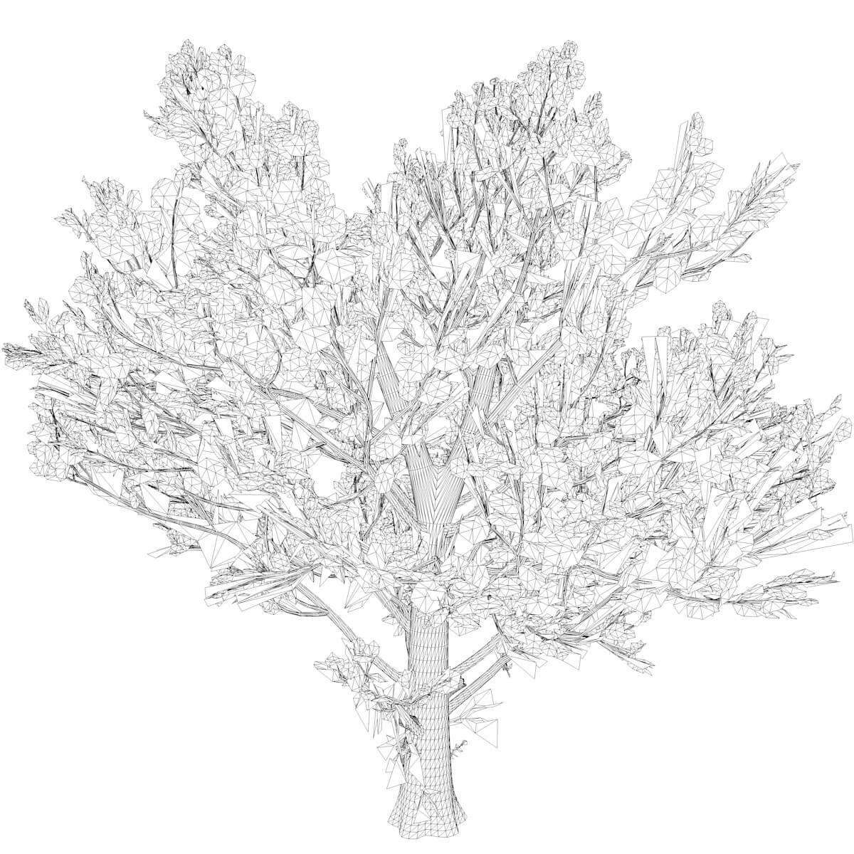 Maple Tree Line Drawing