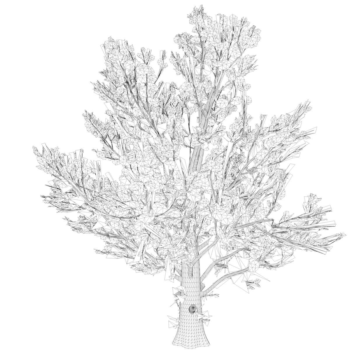 Sugar Maple Tree in The Fall 05 3D Model by AntonioKowatsch