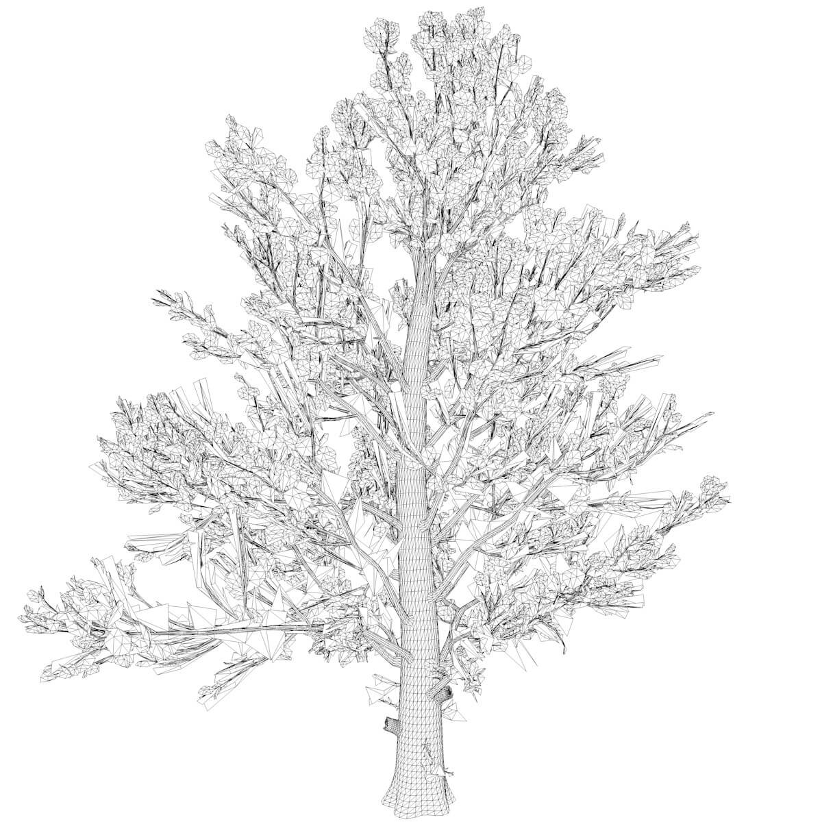 Sugar Maple Tree in The Fall 10 3D Model by AntonioKowatsch