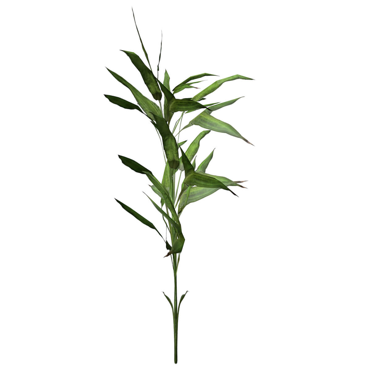 Switch Cane Plant 03 3D Model by AntonioKowatsch