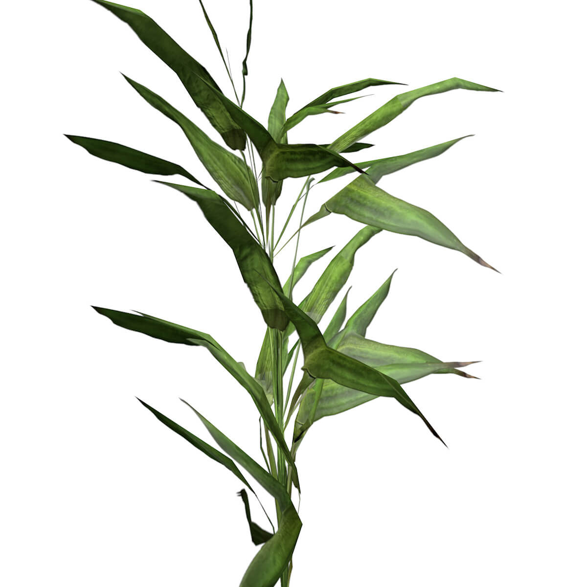 Switch Cane Plant Collection by AntonioKowatsch