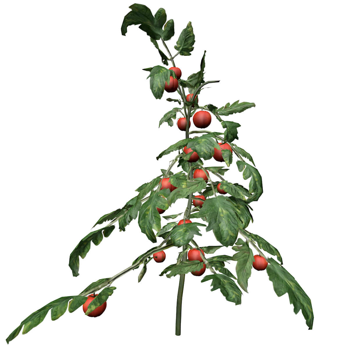 Tomato Plant Collection by AntonioKowatsch