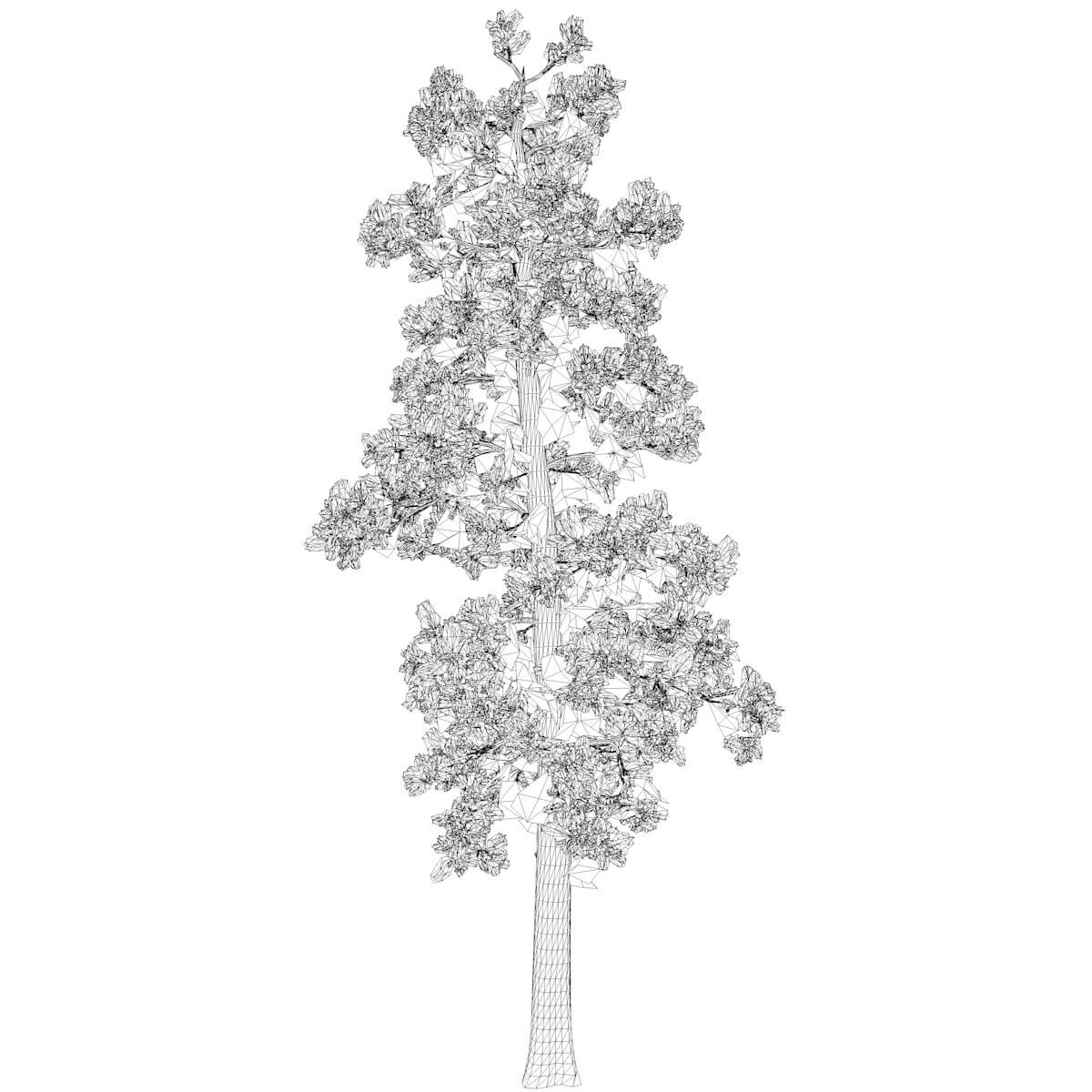 Eastern White Pine Tree 06 3D Model by AntonioKowatsch