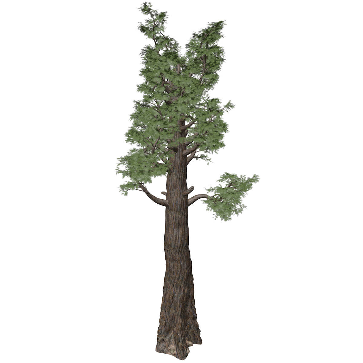 Giant Redwood Tree 04 3D Model by AntonioKowatsch