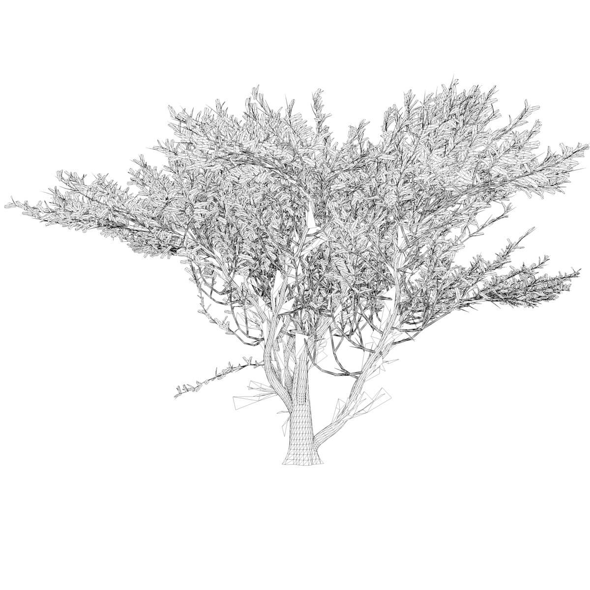 Umbrella Thorn Tree 02 3D Model by AntonioKowatsch