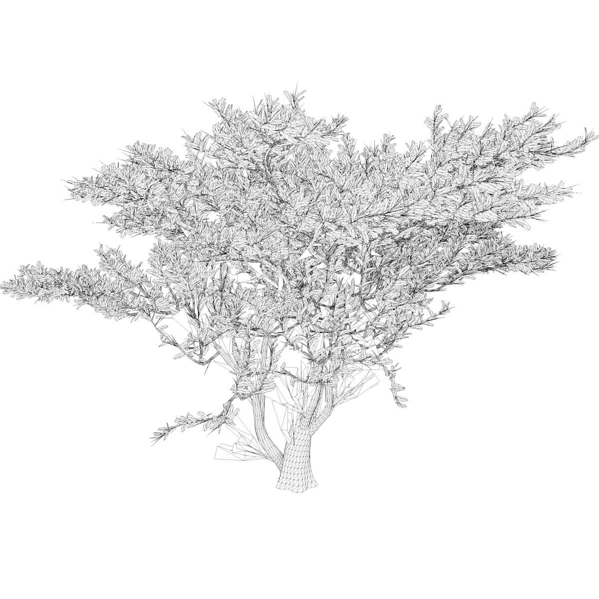 Umbrella Thorn Tree 07 3D Model by AntonioKowatsch