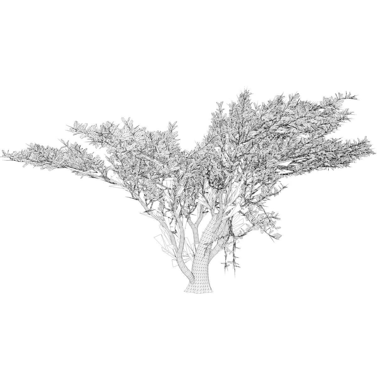 Umbrella Thorn Tree Collection by AntonioKowatsch