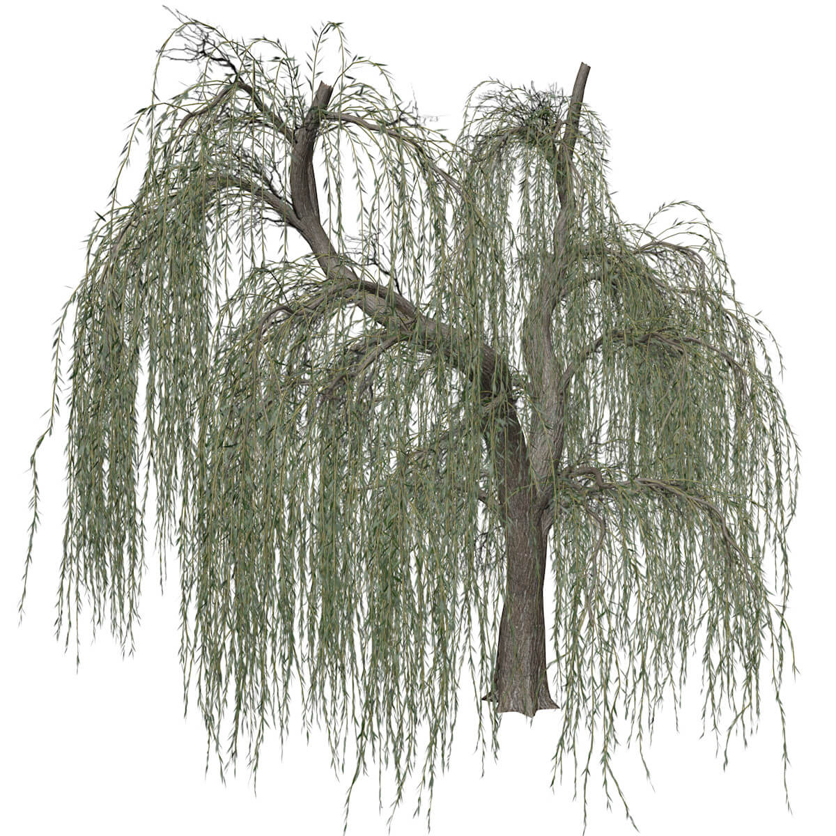 weeping-willow-tree-collection-by-antoniokowatsch