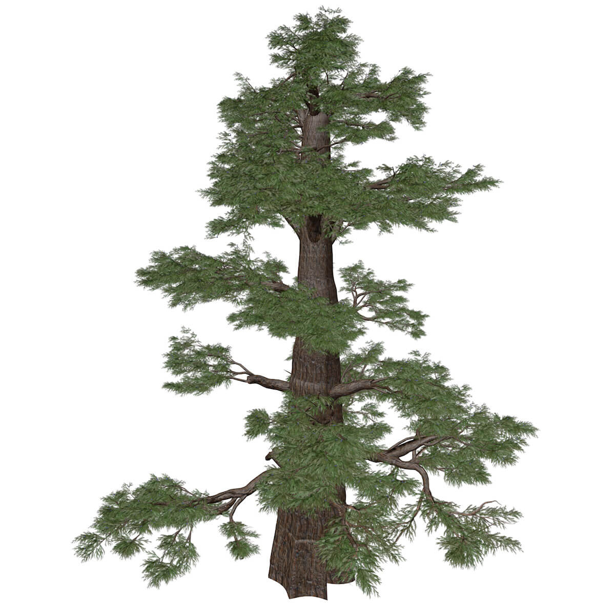 Western Juniper Tree 05 3D Model by AntonioKowatsch