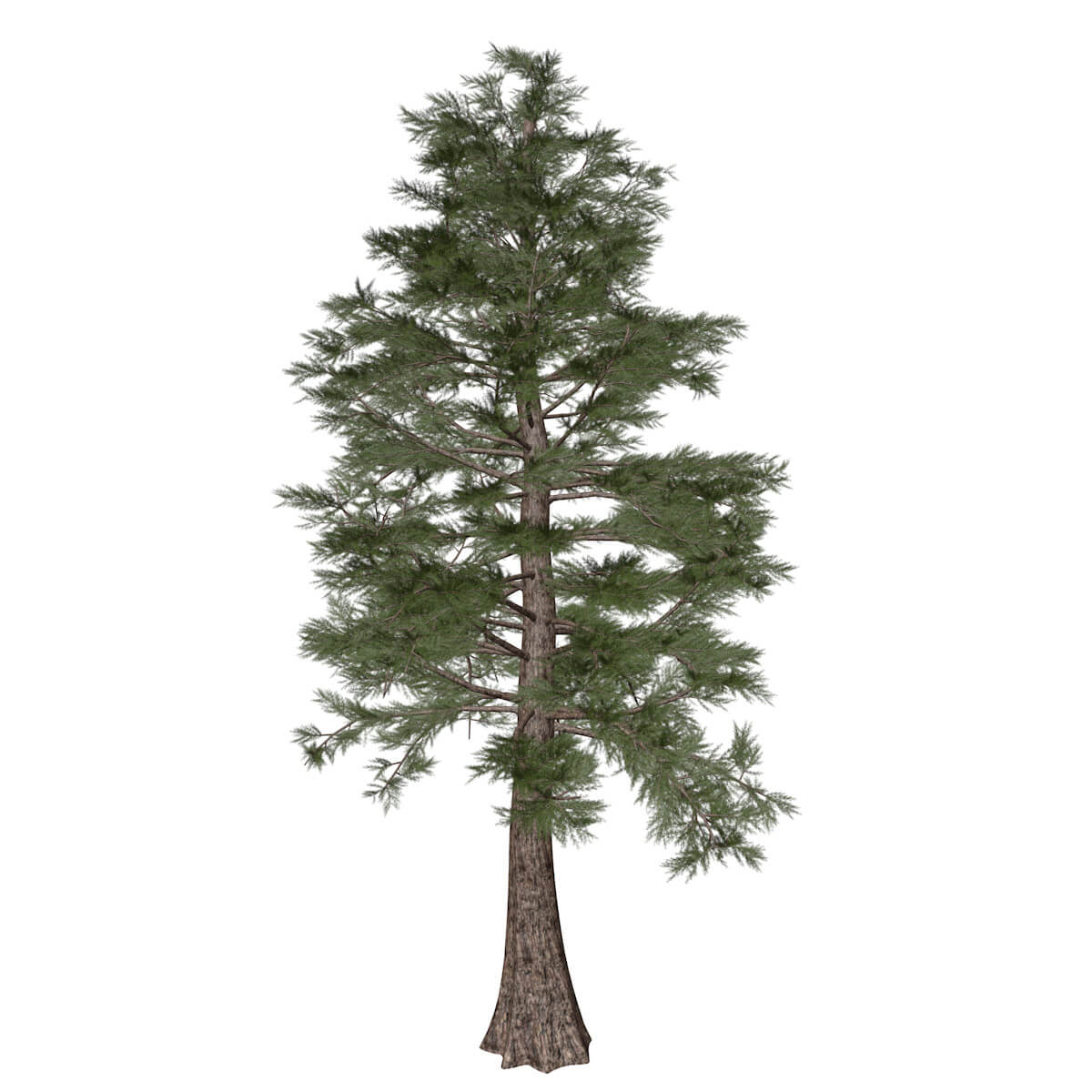 Western Red Cedar Tree 01 3D Model by AntonioKowatsch