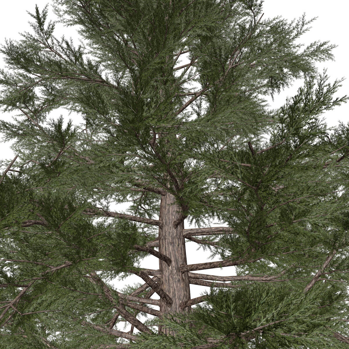 Western Red Cedar Tree #01 - 3D Model by AntonioKowatsch