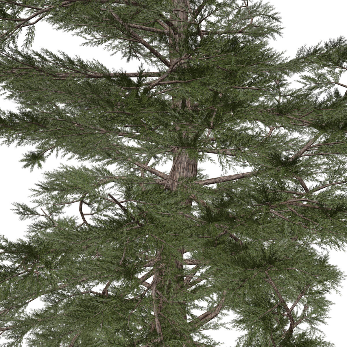 Western Red Cedar Tree #03 - 3D Model by AntonioKowatsch