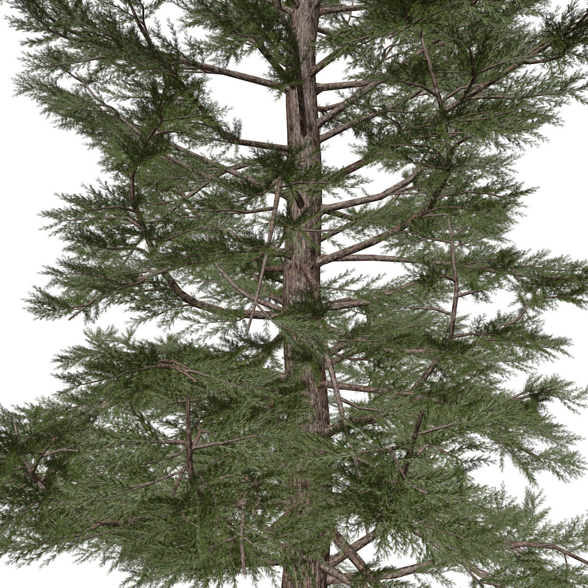 Western Red Cedar Tree 06 3D Model by AntonioKowatsch