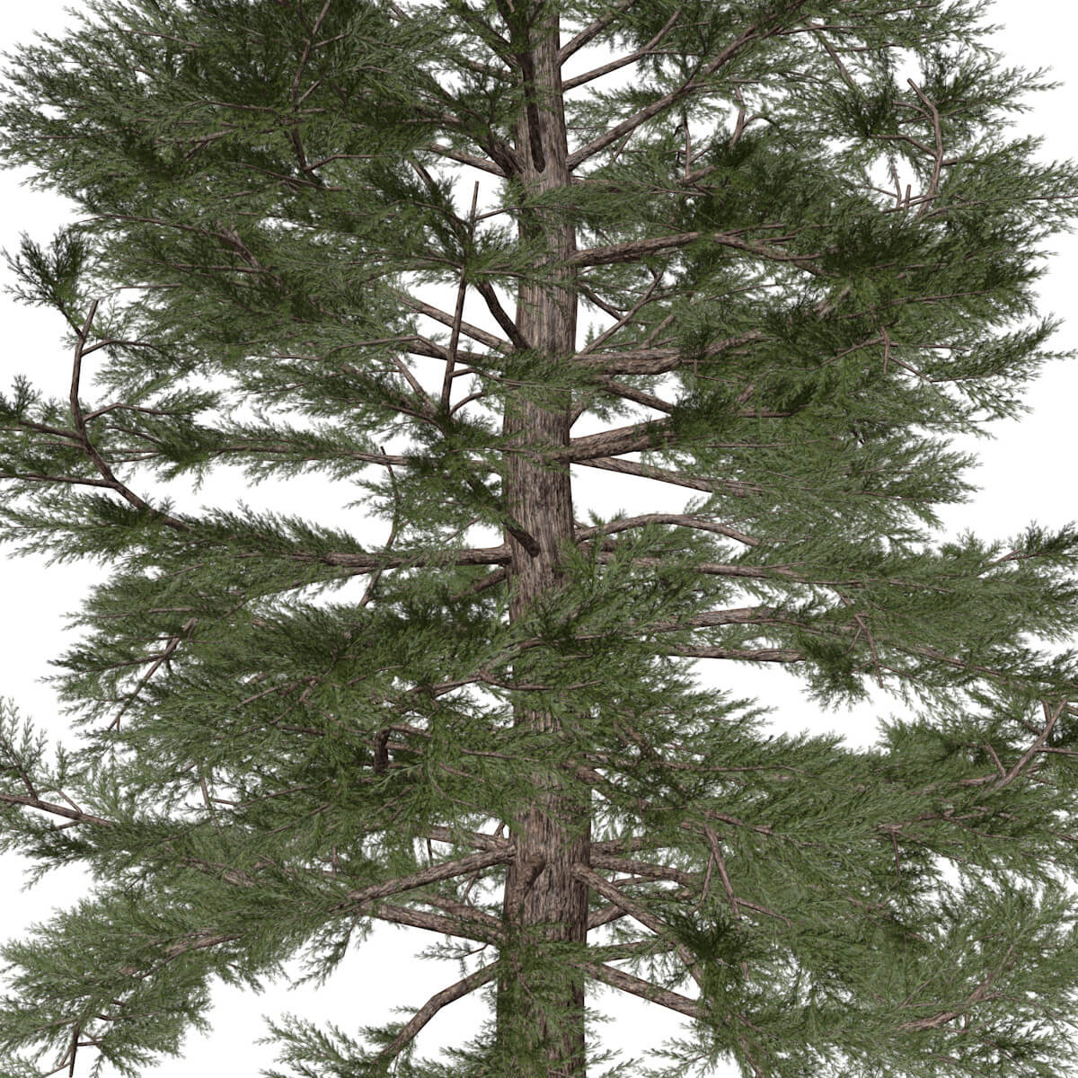 Western Red Cedar Tree Collection by AntonioKowatsch
