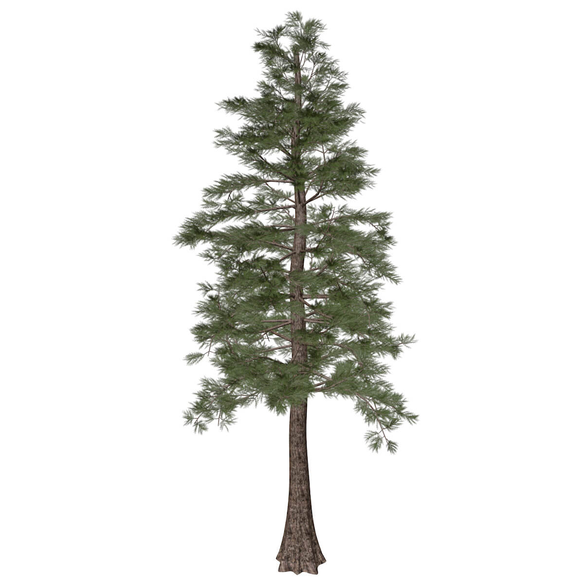 Western Red Cedar Tree #08 - 3D Model by AntonioKowatsch