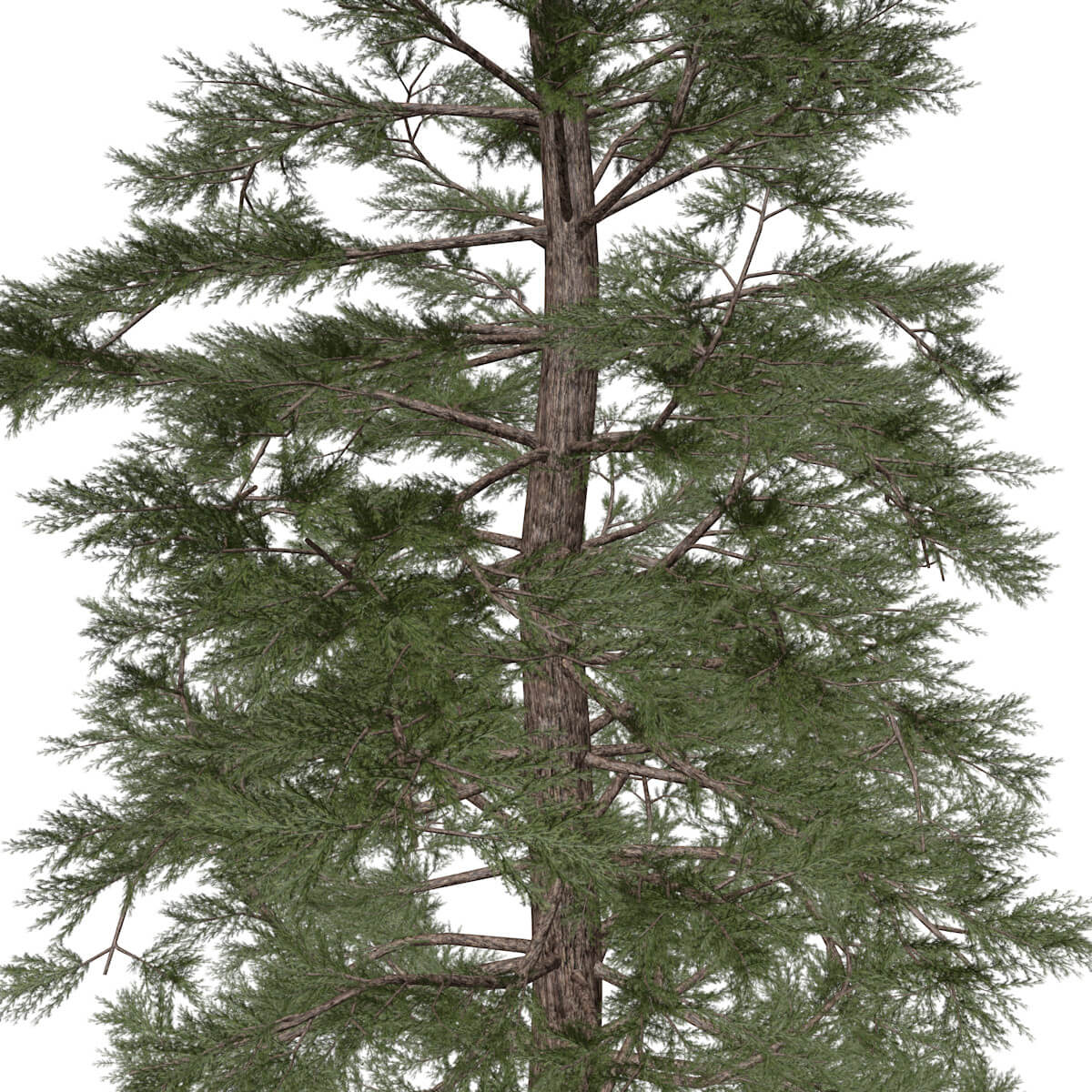 Western Red Cedar Tree #08 - 3D Model by AntonioKowatsch
