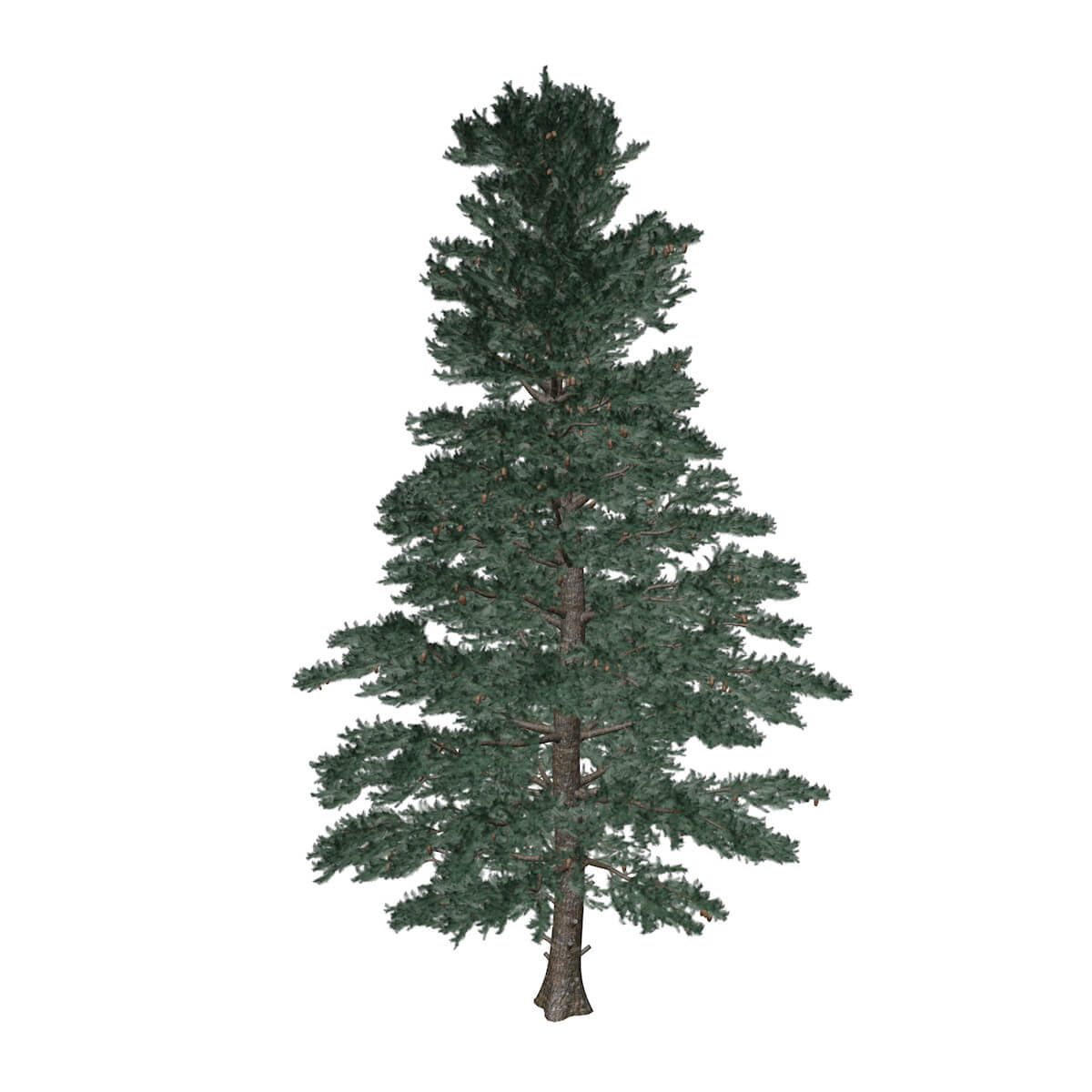 White Fir Tree Collection by AntonioKowatsch